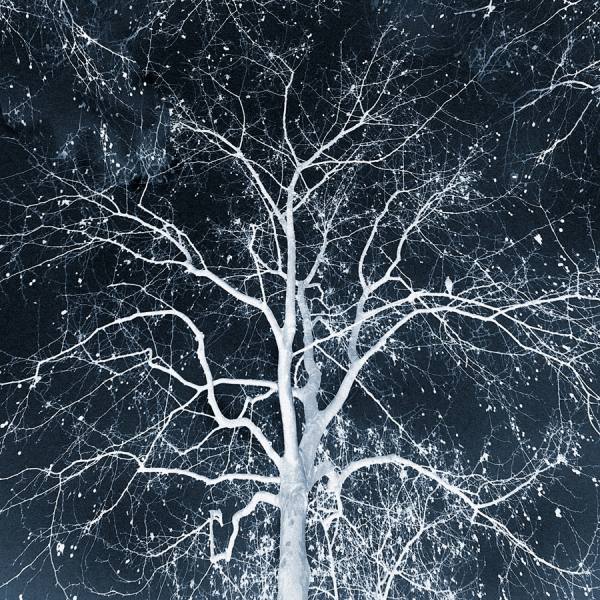 Photograph Jose Conceptes El Arbol Blanco De Gondor on One Eyeland